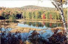 Wetlands along Route 12-A