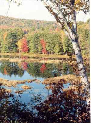 Wetland Resources