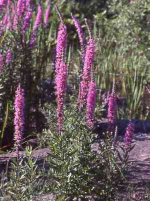 Invasive Plants - Purple Loosestrife